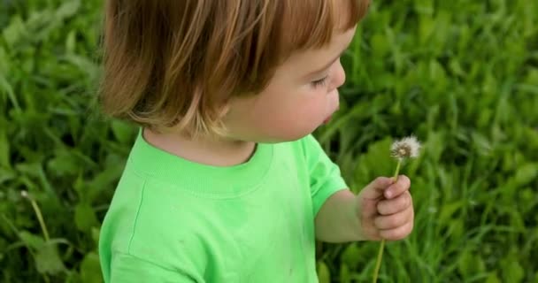 Little child with blowing dandelion - Footage, Video