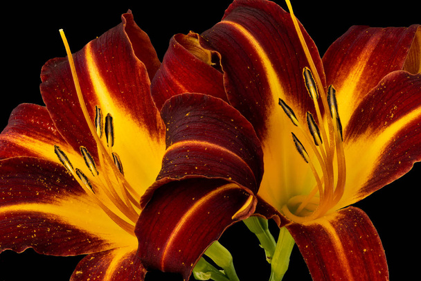 Daylily macro, par de amarelo vermelho brilhando flores, fundo preto
 - Foto, Imagem