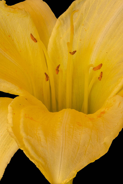 interior de um largo aberto flor amarela brilhante daylily, fundo preto
 - Foto, Imagem