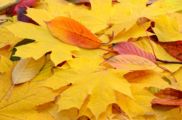 Texture of yellowed and fallen autumn leaves close-up. - Photo, Image