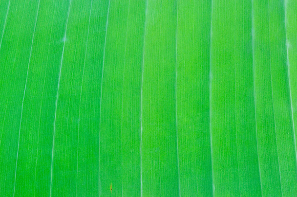 Banana leaf
 - Фото, зображення