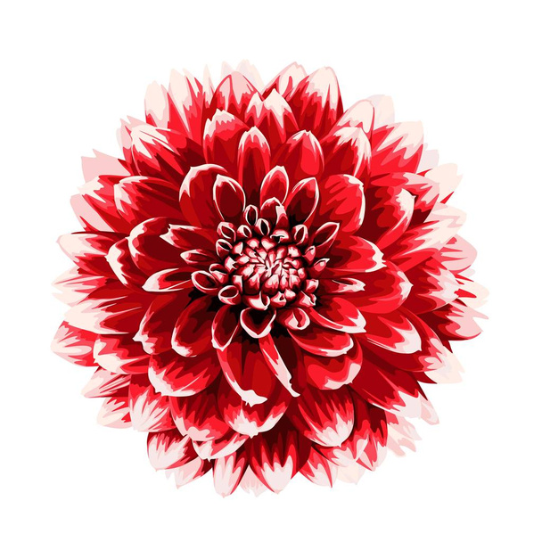 Beautiful autumn red Dahlia flower isolated on white background. - Vector, Image