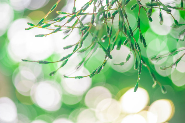 Blurred images of green leaves in the garden, Blurred bokeh  and - Photo, Image