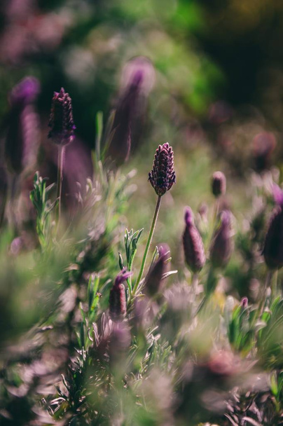 Beautiful closeup selective focus shot of purple lavenders with a blurred natural background - Fotó, kép