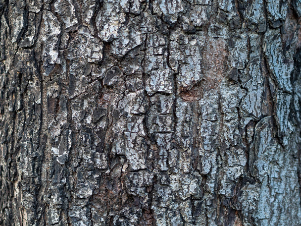 albero corteccia texture sfondo, primo piano
  - Foto, immagini