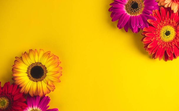 Bright beautiful gerbera flowers on sunny yellow background. Concept of warm summer and early autumn. Place for text, lettering or product. View from above, Copy space. Flatlay. - Foto, imagen