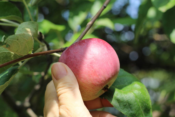 Садовник вырывает спелое яблоко из ветки. Концепция сбора урожая. - Фото, изображение