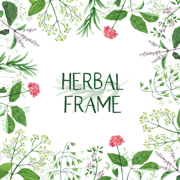 Herbal frame made of various plants - Fotografie, Obrázek