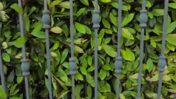 自動化されたゲートシステム。ヘッジの背景。密接に成長する茂みや低木によって形成された緑のフェンスや境界。鍛造ゲートの近くに成長するヘッジの緑の葉でゲートを閉じる. - 映像、動画