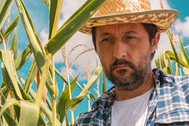 Farmer examining corn maize plants in field - Foto, Imagen