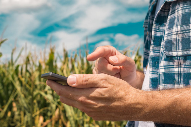 Agronomist typing text message on smartphone out in corn field - Foto, Bild