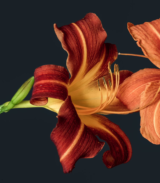 Daylily makró, pár narancssárga vörös megható virágokat, fekete háttér - Fotó, kép