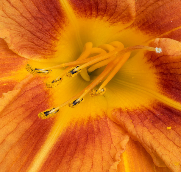 内側のハートオレンジイエローのデイリーマクロと詳細な質感 - 写真・画像
