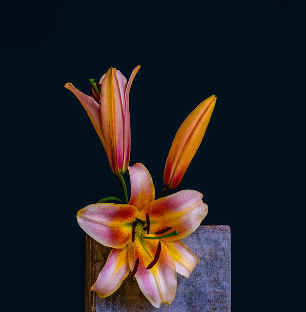red white yellow orange lily blossoms and bud macro,on a concrete cube - Foto, Imagem
