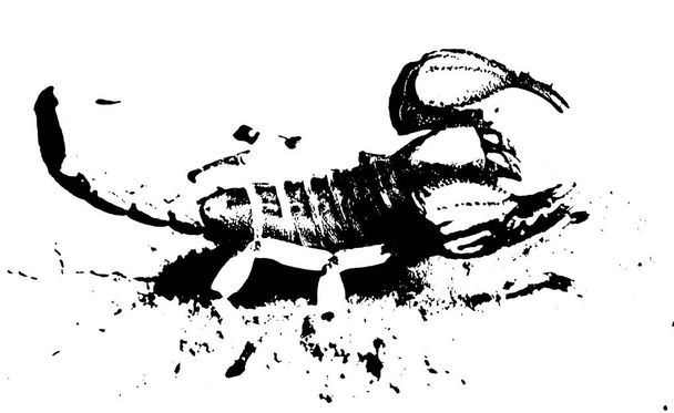 Fechar de uma cabeça lisa cavando Escorpião
 - Foto, Imagem