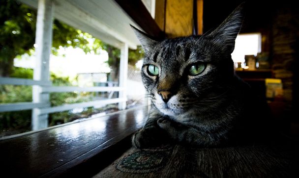 krytý kočka sedí na okno buňky touží být venku - Fotografie, Obrázek
