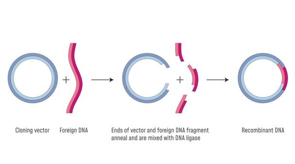 Clonazione genica. DNA ricombinante
 - Vettoriali, immagini