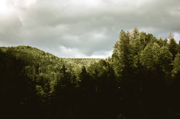 Beautiful shot of green hills and tall trees in a forest with grey clouds - Foto, immagini
