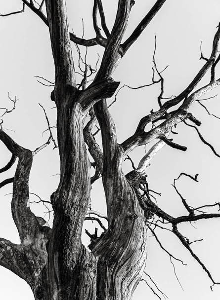 suche drzewa przeciw błękitne niebo - Zdjęcie, obraz