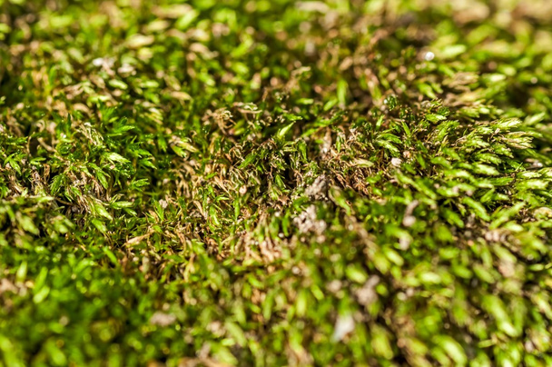 Vihreä sammal lähikuva, abstrakti
 - Valokuva, kuva