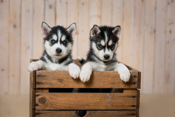 Deux chiots dans une boîte en bois. Les chiots de Husky regardent hors de la boîte
. - Photo, image