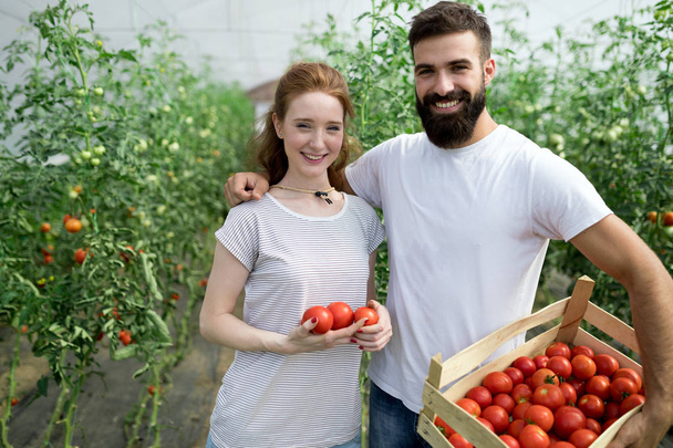 Cute woman and man in tomato plant at hothouse - Zdjęcie, obraz