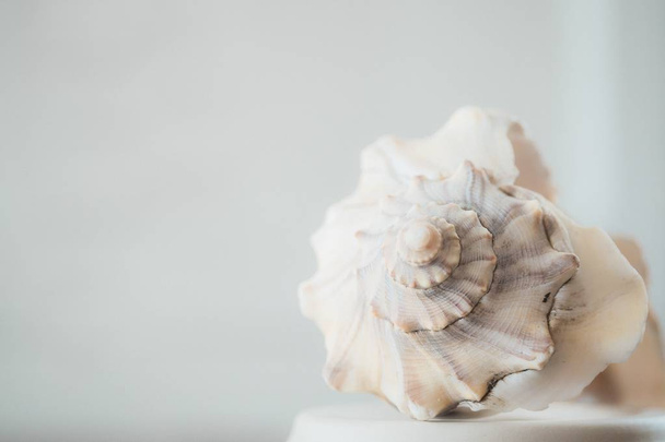 Closeup shot of a beautiful white seashell on a white background - Φωτογραφία, εικόνα