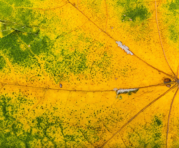Осенние листья очень близко
 - Фото, изображение