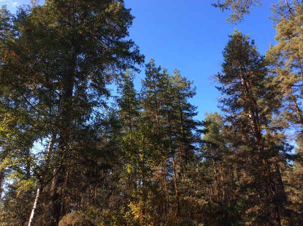 Autumn trees with cloudless sky in the forest in October. View from below - Photo, Image