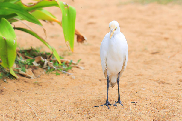 White egret on the beach - Valokuva, kuva