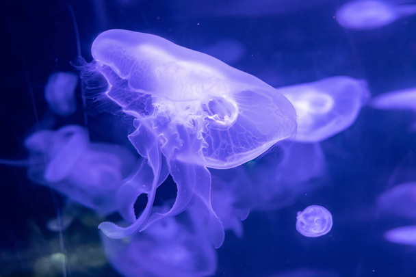 blue Sea Moon Jellyfish on a black background, close up - Foto, afbeelding