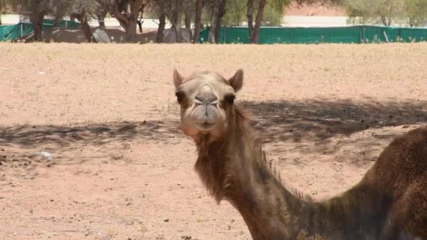 Közelkép egy pár dromedáris tevék (Camelus dromedarius) sivatagi homokdűnék az Egyesült Arab Emírségek eszik borsó és levelek Ghaf fák. - Felvétel, videó
