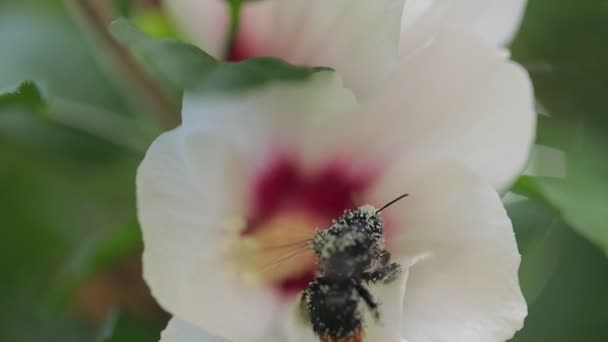 Bees flying to blossoming flower slow motion - Materiał filmowy, wideo