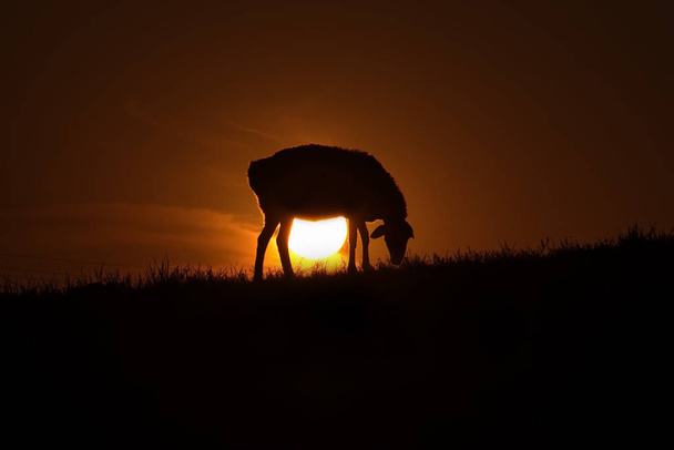 Сході Казахстану. Випасу овець в контурних світло сонця виходить за рамки горизонту. - Фото, зображення