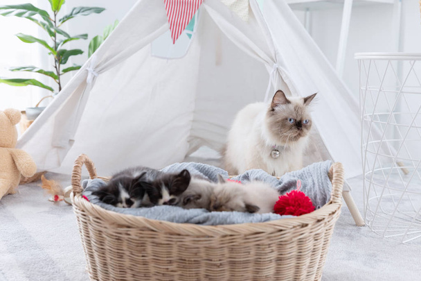 Group of kitten sleep in the wooden basket with her mother at be - Фото, зображення