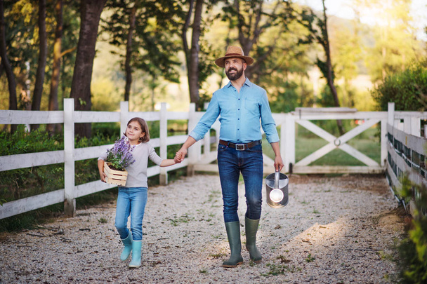A father with small daughter walking outdoors on family farm, holding hands. - 写真・画像