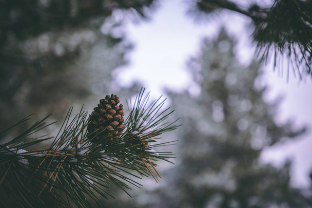 Pine tree closeup photo - Foto, afbeelding