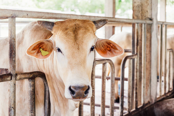 Mandıradaki kulübesinde Amerikan Tay Brahman ineklerine yakın çekim sürüsi. Tarım Sanayi, Tarım ve Hayvancılık Kavramı. - Fotoğraf, Görsel