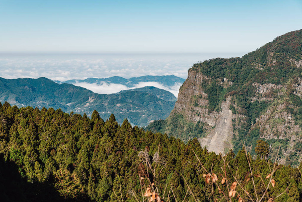 Alishan Mountain with low cloud and fog on mountain in background and Japanese Cedar Forest in foreground in Alishan, Taipei. - Photo, image