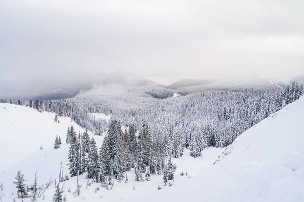 A wide shot of mountains filled with white snow and lots of spruces under a sky - Фото, зображення