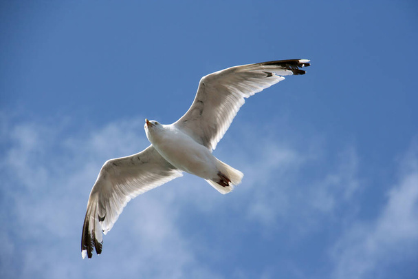 Gulls have long pointed wings, short legs, and a mostly white plumage - Photo, image