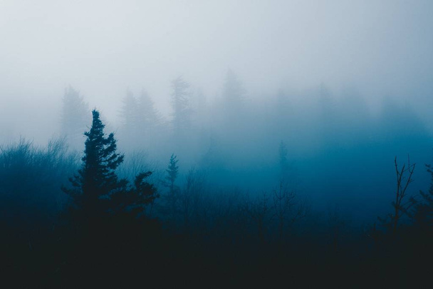 Beautiful shot of a mysterious dark foggy forest with tall pine trees - Φωτογραφία, εικόνα