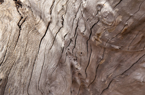 ölü ağaç arka plan - Fotoğraf, Görsel