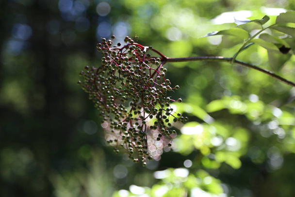 Bayas. Bayas de saúco verdes maduran en ramas
 - Foto, imagen