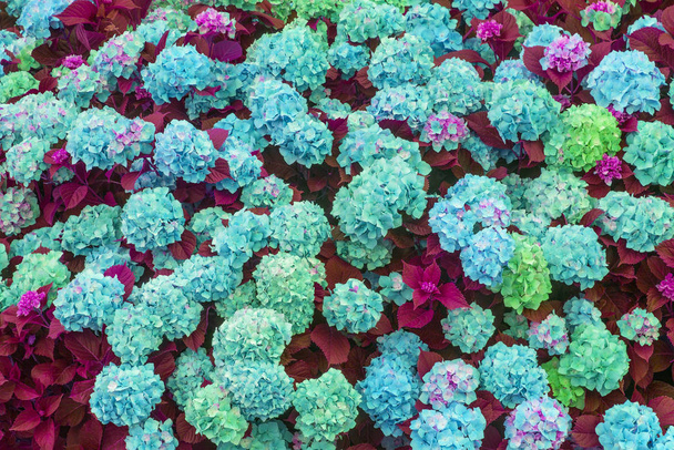 floral background of abstract hydrangea flowers - Foto, Imagen