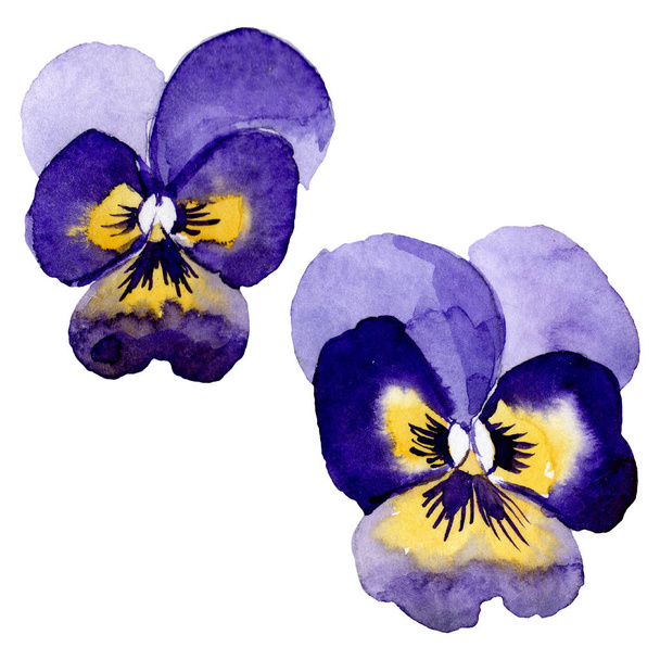 Ornament with pansies botanical flowers. Watercolor background illustration set. Isolated viola illustration element. - Fotografie, Obrázek