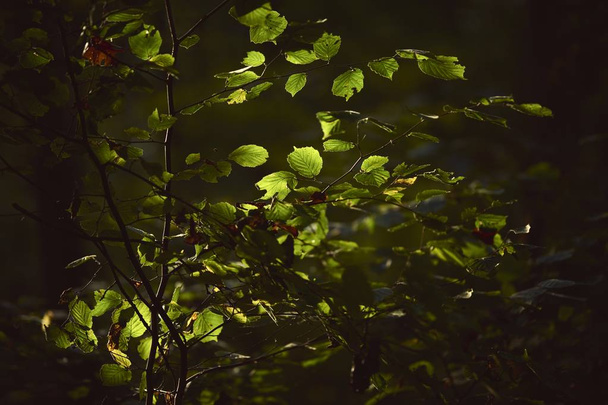 Beautiful shot of a green plant with sunlight shining on it in a dark area of the forest - Φωτογραφία, εικόνα