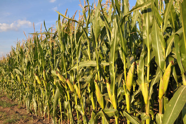 W polu na tle kukurydzy niebo rośnie - Zdjęcie, obraz