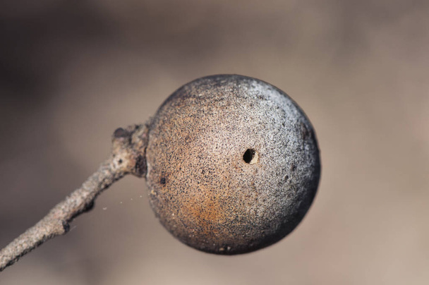 Andricus quercustozae Brote de roble agallas de avispas pequeñas en robles
 - Foto, imagen