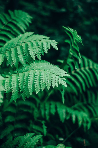 Closeup of wild fern leaves with dew on them in a forest - Фото, зображення